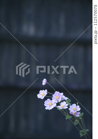 シュウメイギク 112570078