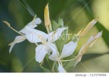 ハナシュクシャ 112570098