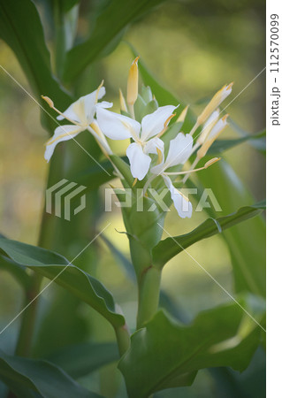 ハナシュクシャ ハナシュクシャ 112570099