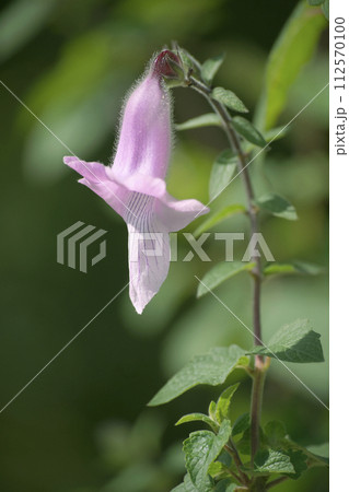 ケラトテカ・トリロバ 112570100