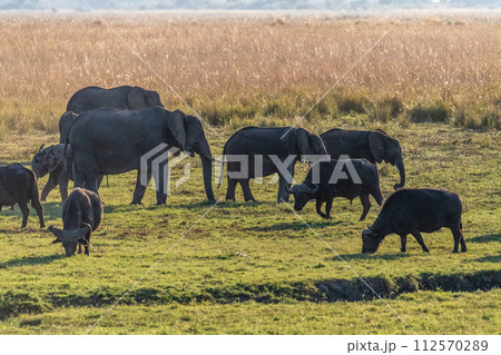 African Elephant in Chobe National Park African Elephant in Chobe National Park 112570289