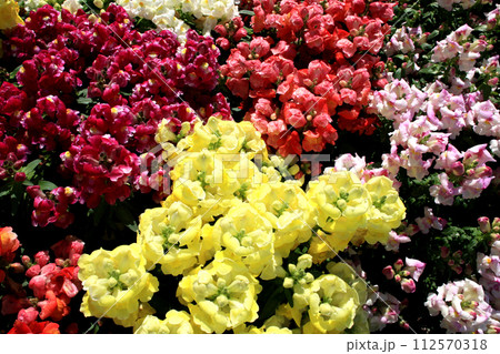宮交ボタニックガーデン青島 カラフルなキンギョソウの花 宮交ボタニックガーデン青島 カラフルなキンギョソウの花 112570318