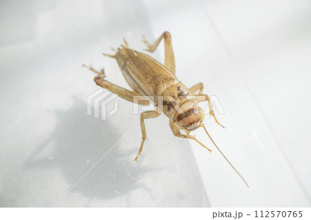 アルビノのヨーロッパイエコオロギ 112570765