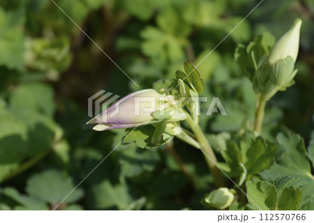 Common columbine 112570766