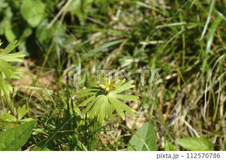 Winter aconite 112570786