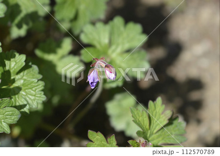 Himalayan Cranesbill Plenum 112570789