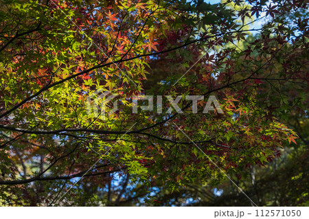 日本　滋賀県愛知郡愛荘町にある湖東三山の一つ、金剛輪寺の境内の紅葉 112571050