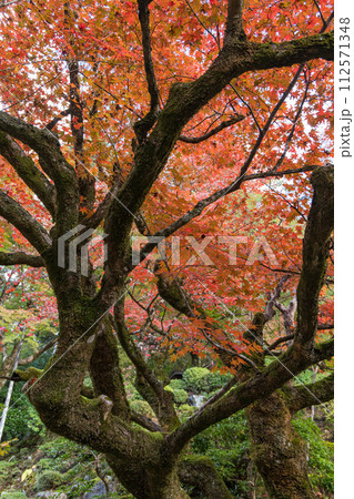 日本　滋賀県愛知郡愛荘町にある湖東三山の一つ、金剛輪寺の明寿院庭園の紅葉 112571348