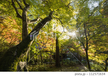 日本 滋賀県愛知郡愛荘町にある湖東三山の一つ、金剛輪寺の紅葉 日本 滋賀県愛知郡愛荘町にある湖東三山の一つ、金剛輪寺の紅葉 112571634