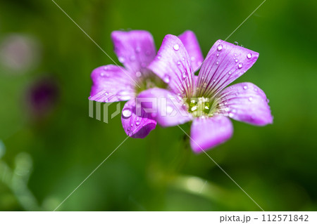 ムラサキカタバミの花 112571842
