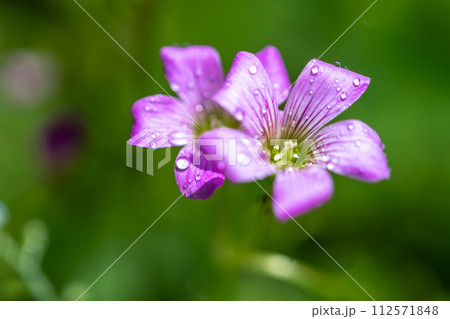 ムラサキカタバミの花　可憐なイメージ 112571848