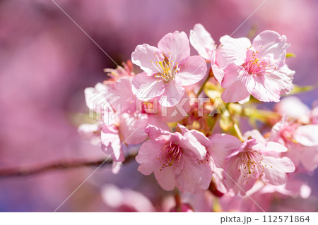 河津桜の花　春のイメージ 112571864