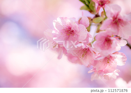 河津桜の花　春のイメージ 112571876