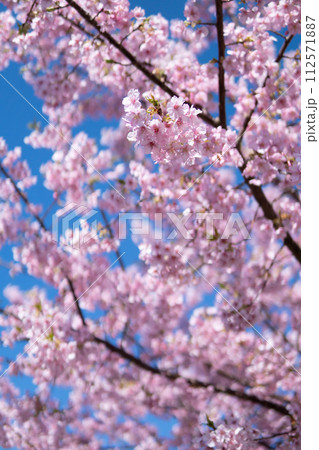 桜の花　春のイメージ 112571887