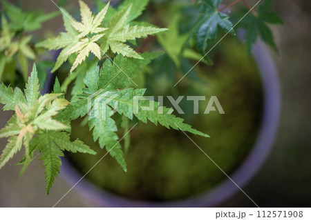 緑のモミジ　初夏のイメージ 112571908