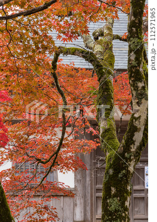 日本　滋賀県東近江市にある永源寺の紅葉に染まった開山御手植の楓樹 112571965
