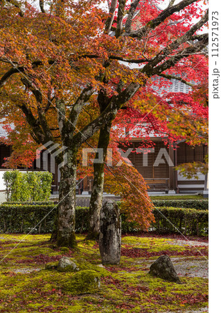 日本 滋賀県東近江市にある永源寺の紅葉に染まった開山御手植の楓樹 日本 滋賀県東近江市にある永源寺の紅葉に染まった開山御手植の楓樹 112571973