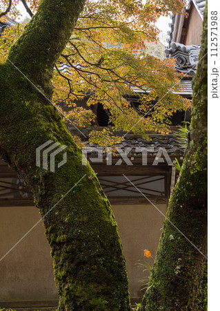 日本 滋賀県東近江市にある永源寺の境内の紅葉 日本 滋賀県東近江市にある永源寺の境内の紅葉 112571988