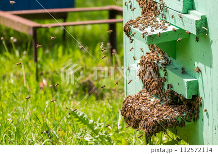 Swarming bees. Many bees have swarmed the hive, preparing to fly to a new location 112572114