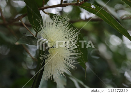 自然　植物　フトモモ、東南アジア原産の帰化植物。八重山では三月頃から開花します 112572229