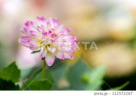 ダリアの花　春のイメージ 112572287