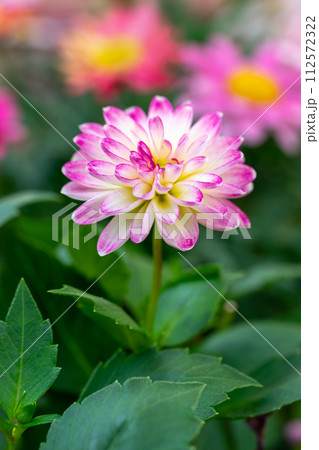 ダリアの花　春のイメージ 112572322