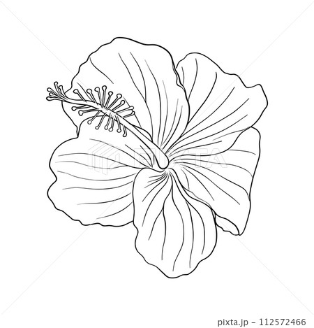 Tropical hibiscus flower. Chinese rose flower. Hand drawn vector line art illustration for logo, card or invite, tea herbs hibiscus tea. Isolated on white background. Tropical hibiscus flower. Chinese rose flower. Hand drawn vector line art illustration for logo, card or invite, tea herbs hibiscus tea. Isolated on white background. 112572466