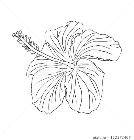 Tropical hibiscus flower. Chinese rose flower. Hand drawn vector line art illustration for logo, card or invite, tea herbs hibiscus tea. Isolated on white background. Tropical hibiscus flower. Chinese rose flower. Hand drawn vector line art illustration for logo, card or invite, tea herbs hibiscus tea. Isolated on white background. 112572467