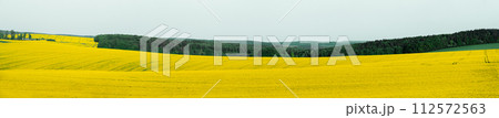 Rapeseed fields panorama image, in Moravia, Czech Republic Rapeseed fields panorama image, in Moravia, Czech Republic 112572563