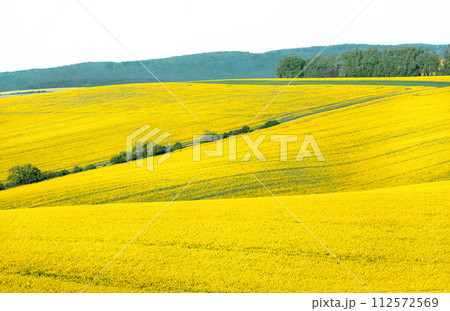 Rapeseed landscape in Moravia, Czech Republic Rapeseed landscape in Moravia, Czech Republic 112572569