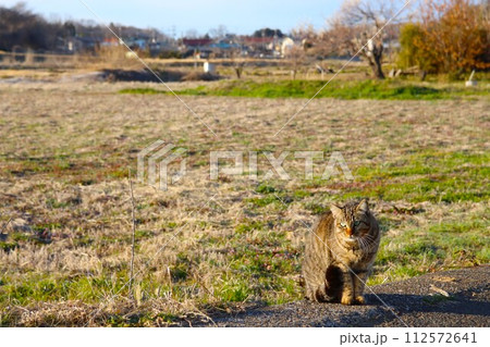 青空の里山で日向ぼっこしながら可愛く見つめる野良猫 青空の里山で日向ぼっこしながら可愛く見つめる野良猫 112572641