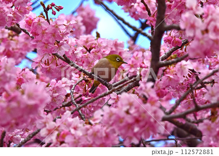 桜ジロー 春の花 河津桜 桜ジロー 春の花 河津桜 112572881