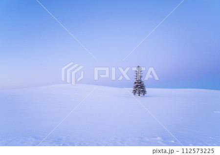 北海道美瑛夜明け前の雪が積もったクリスマスツリーの木 112573225