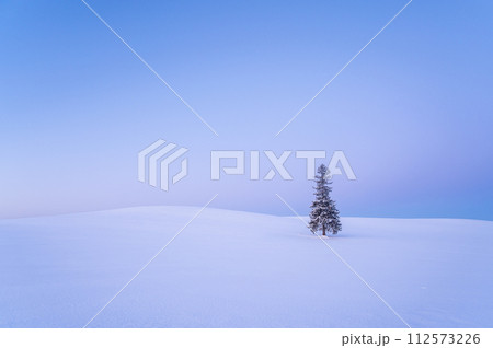 北海道美瑛夜明け前の雪が積もったクリスマスツリーの木 北海道美瑛夜明け前の雪が積もったクリスマスツリーの木 112573226