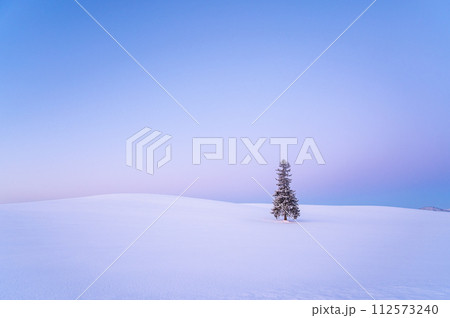 北海道美瑛夜明け前の雪が積もったクリスマスツリーの木 北海道美瑛夜明け前の雪が積もったクリスマスツリーの木 112573240