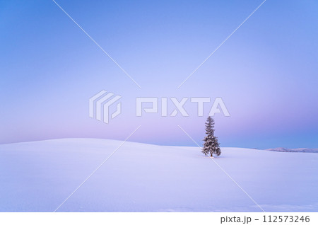 北海道美瑛夜明け前の雪が積もったクリスマスツリーの木 112573246