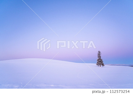 北海道美瑛夜明け前の雪が積もったクリスマスツリーの木 北海道美瑛夜明け前の雪が積もったクリスマスツリーの木 112573254