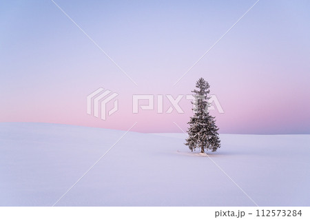北海道美瑛夜明け前の雪が積もったクリスマスツリーの木 北海道美瑛夜明け前の雪が積もったクリスマスツリーの木 112573284