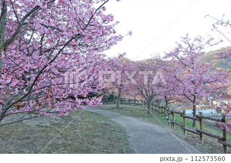 河津桜 河津桜 112573560