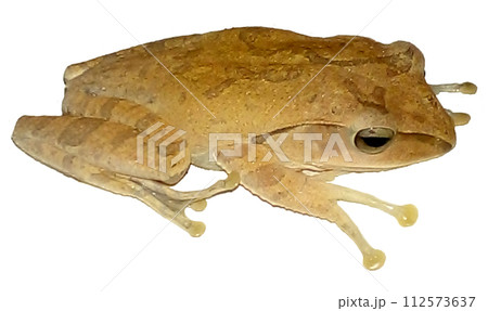 frog on white background, Tree frog, beautiful brown tree frog, brown tree frog, frog, forest frog 112573637