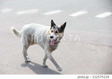A street dog runs along the road. A dog of no nationality. 112574129