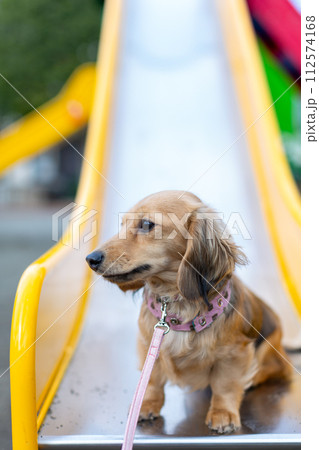 公園で散歩をするダックスフンド 112574168