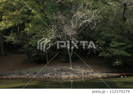 新春の栗林公園(1月上旬) 新春の栗林公園(1月上旬) 112574279