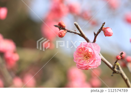 大寒の栗林公園（1月下旬・梅の花） 112574789
