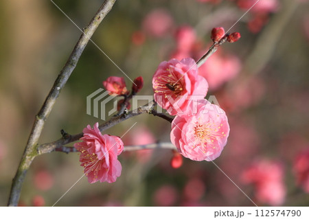 大寒の栗林公園(1月下旬・梅の花) 大寒の栗林公園(1月下旬・梅の花) 112574790