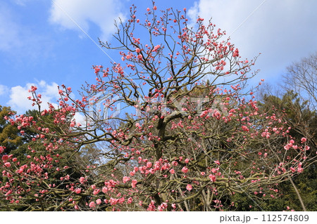 大寒の栗林公園（1月下旬・梅の花） 112574809