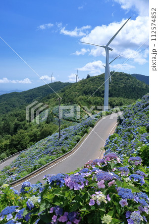 高原に咲く紫陽花　（徳島県　大川原高原） 112574852