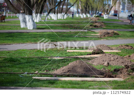 Saplings of trees. Preparing for planting trees. Plant trees in the city Saplings of trees. Preparing for planting trees. Plant trees in the city 112574922