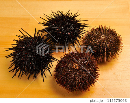 ムラサキウニとバフンウニ 112575068