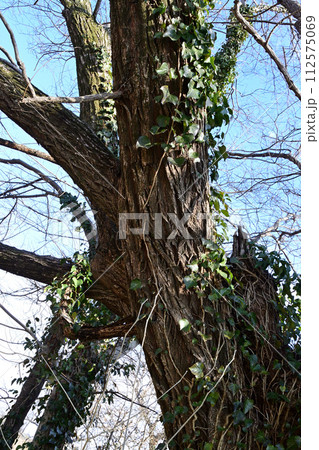 大木に貼り付いて繁茂するセイヨウキヅタ 112575069